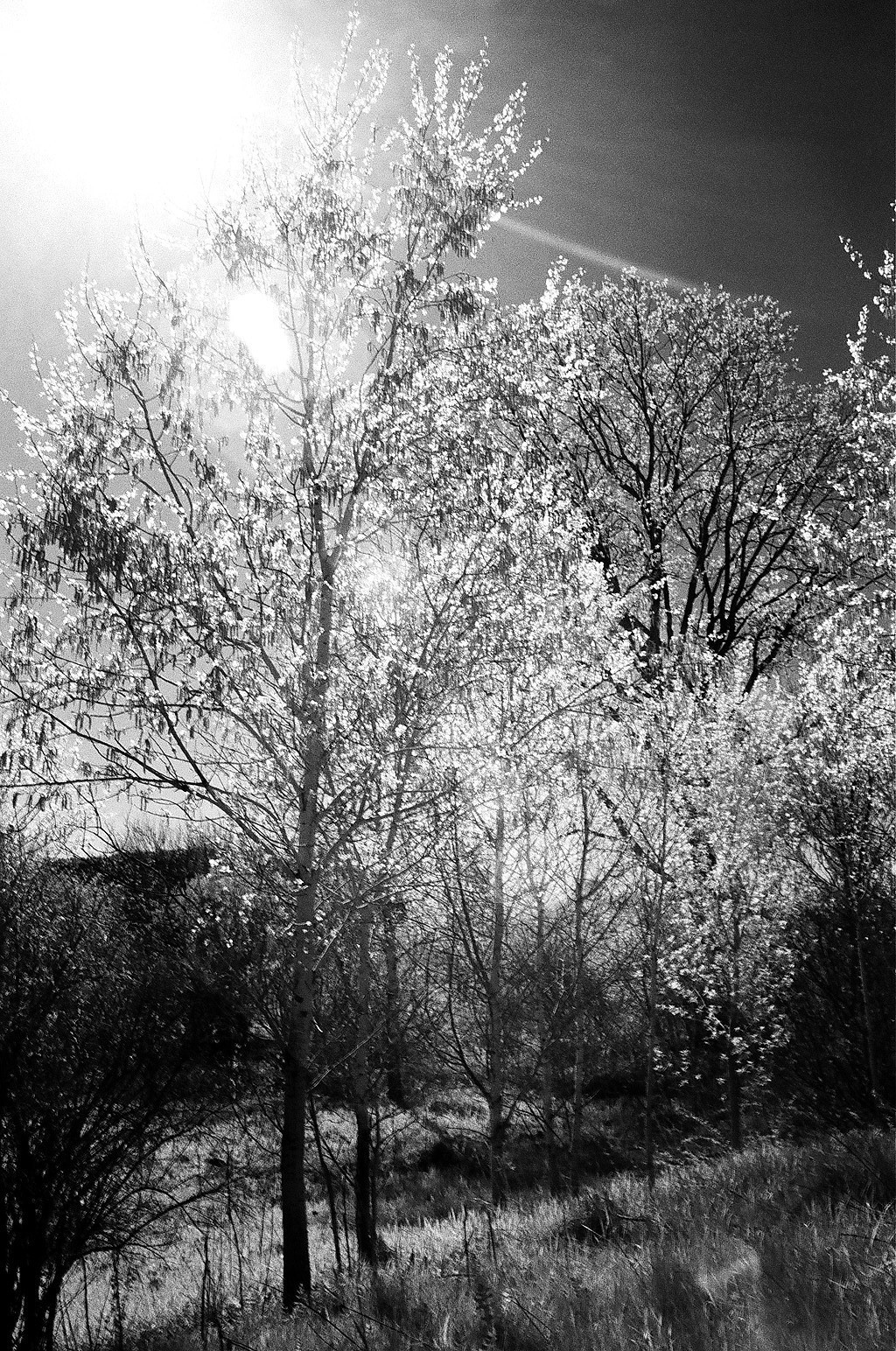 Infrared Film | Central Wisconsin film photographer