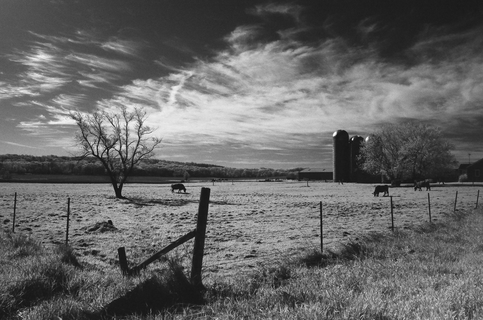 Infrared Film | Central Wisconsin film photographer