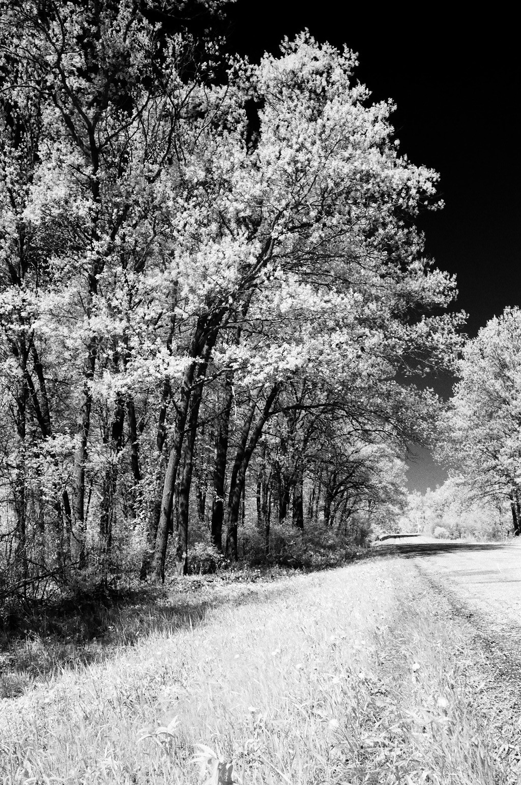 Gretchen Willis Photography Infrared Film