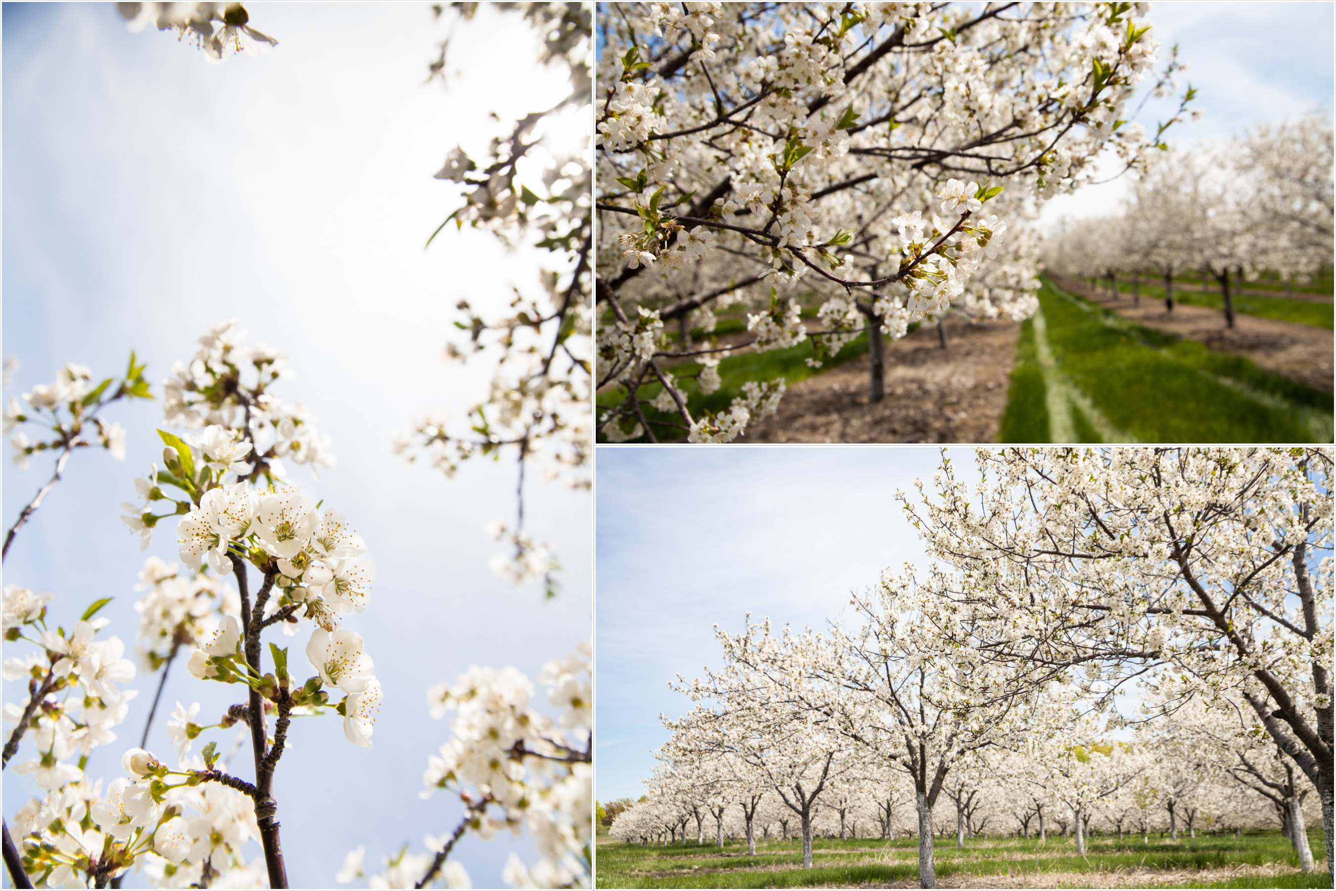 cherry blossoms | Door County, Wisconsin