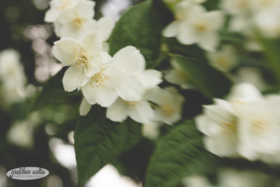 white flowers lensbaby composer