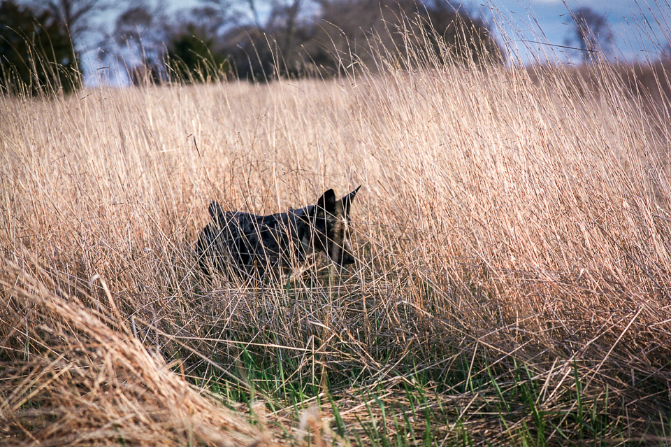 cattle dog in the tall grasses