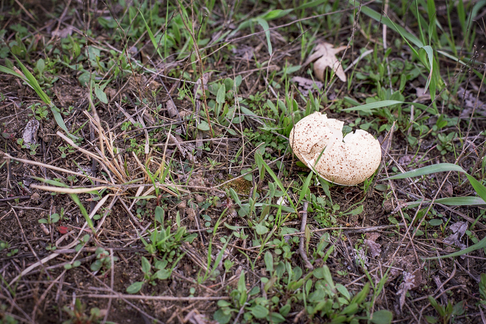 turkey egg shell  empty nest