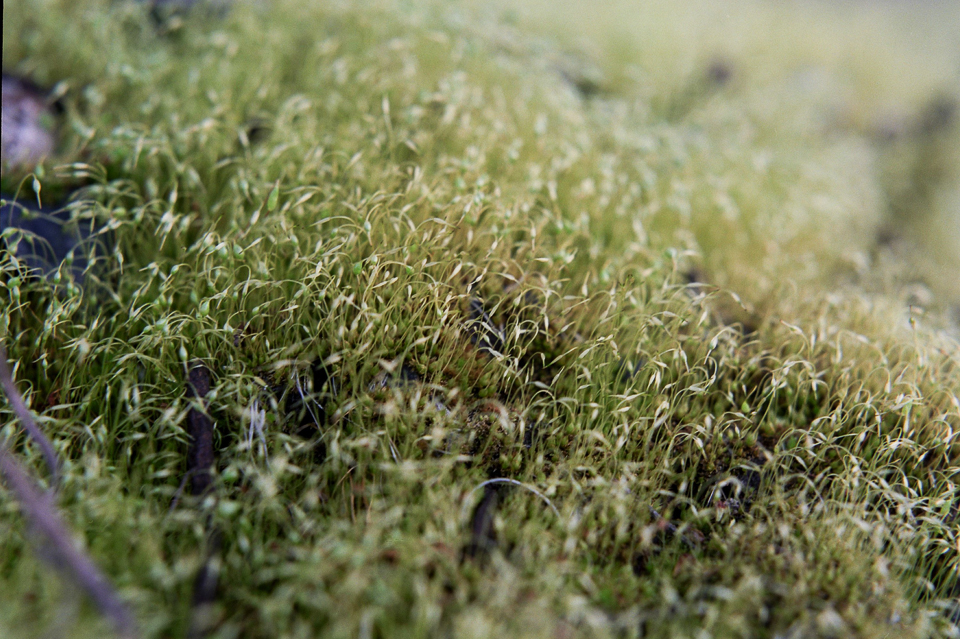 moss on a stone macro