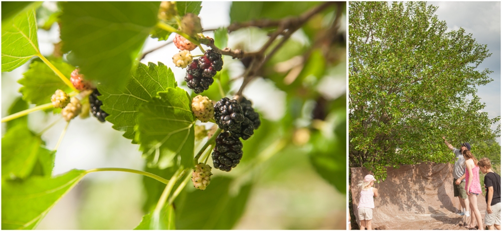 mulberries Mulberry Jam Mulberry Jelly